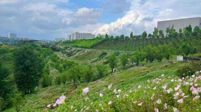 两江新区：10万平方米月见草盛开 休闲赏景正当时