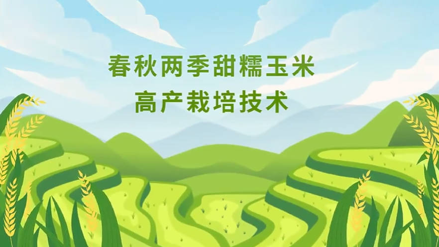 【农技短视频】春秋两季甜糯玉米高产栽培技术