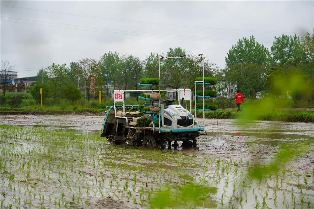 北斗引路 机插提速 梁平春耕尽显智能化