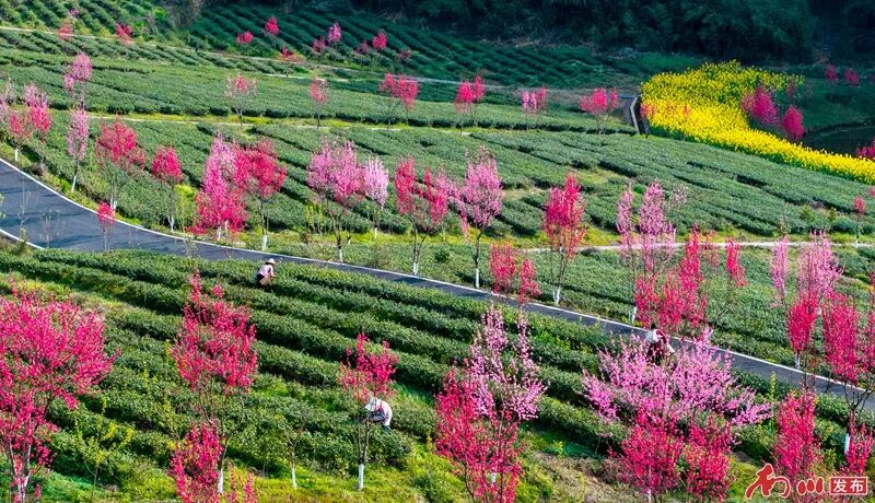 向春天出发︱本周末，河图“村游季”上线！采茶唱歌逛集市，一站式玩转春天