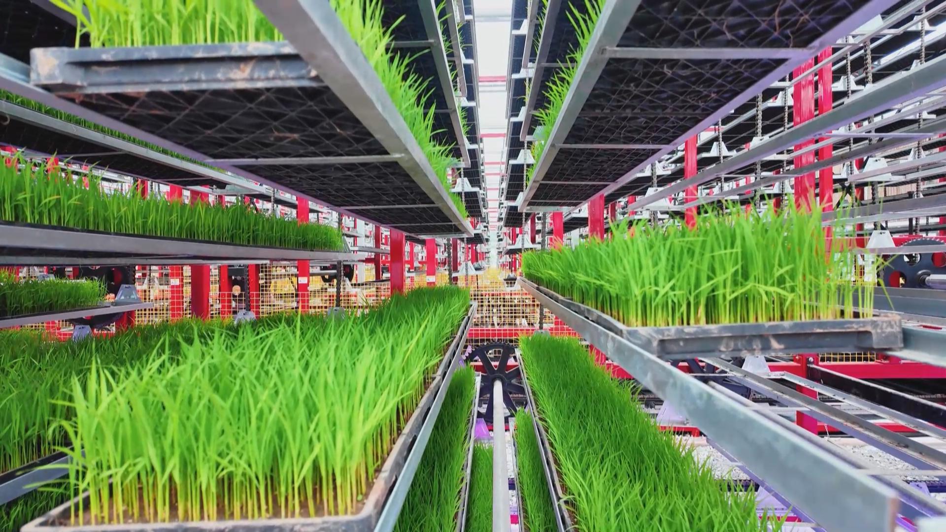 巴南：智慧育秧提效能 科技赋能助春耕