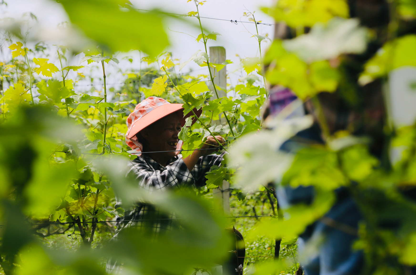 重庆涪陵：春耕葡萄园 空中赏春光 农文旅融合赋能乡村振兴
