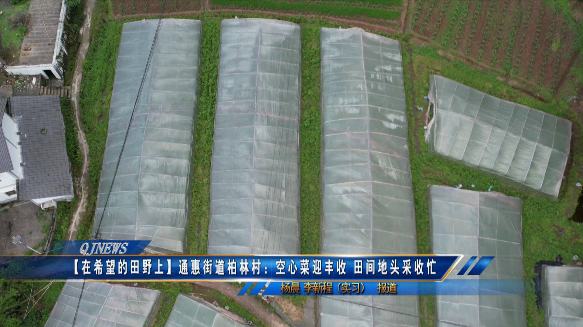 【在希望的田野上】通惠街道：空心菜迎丰收 田间地头采收忙