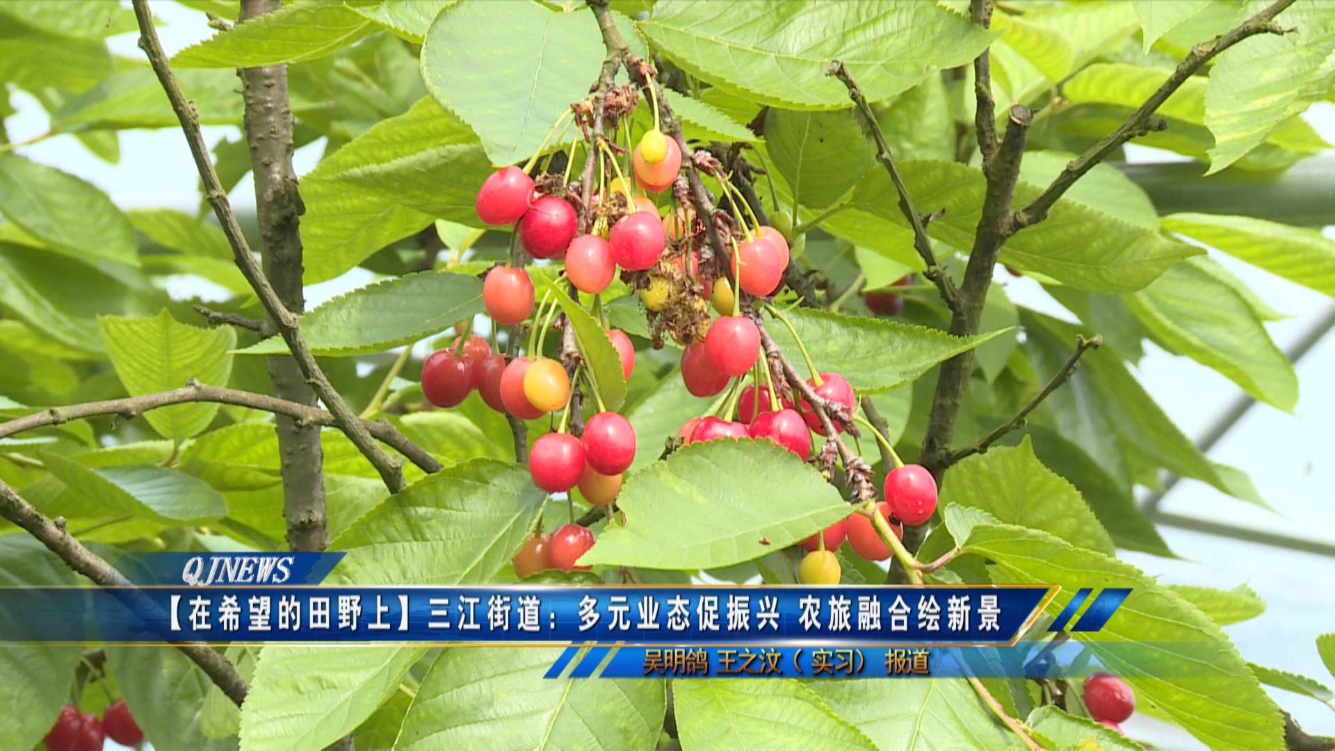 【在希望的田野上】三江街道：多元业态促振兴 农旅融合绘新景