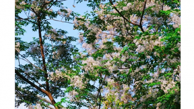 重庆的苦楝花都开了，这8处打卡地先收藏好！