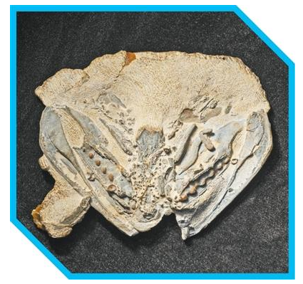 从鱼到人，藏着我们的身世之谜