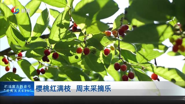 樱桃红满枝 周末采摘乐