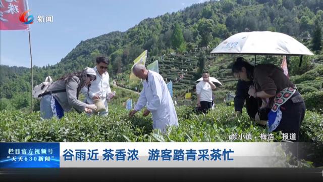 谷雨近 茶香浓 游客踏青采茶忙