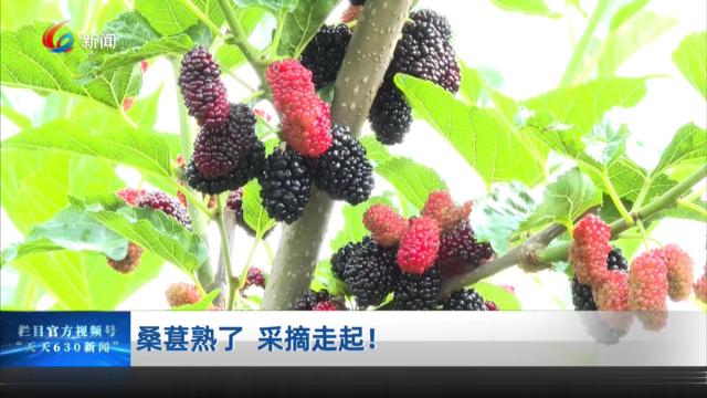 桑葚熟了 采摘走起！