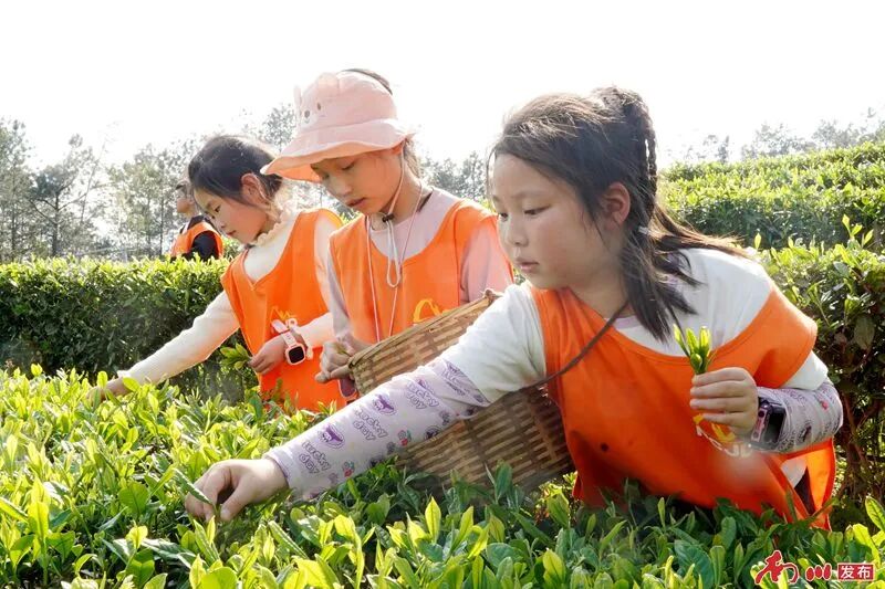 【文明实践】南川这群娃儿在茶园里上了一堂“春天的课”