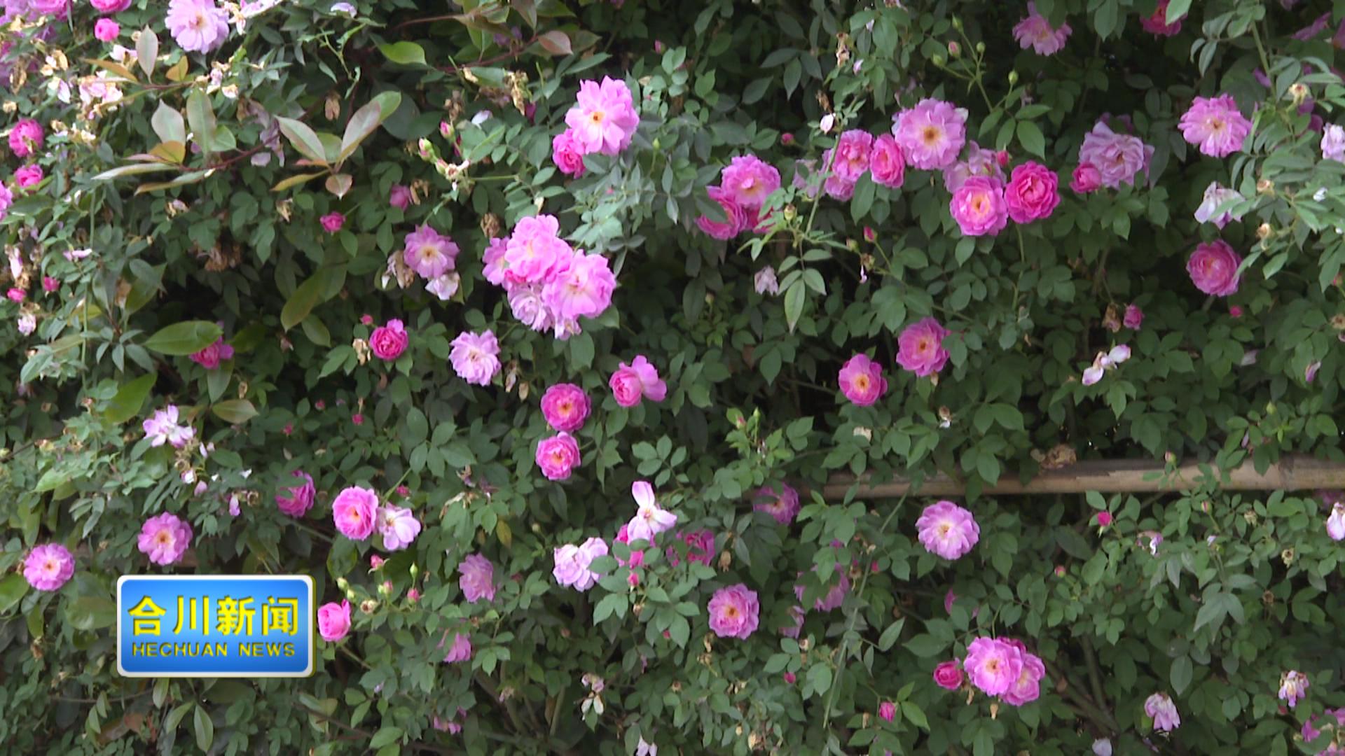 以花为媒绘新景 渭沱春日迎客来