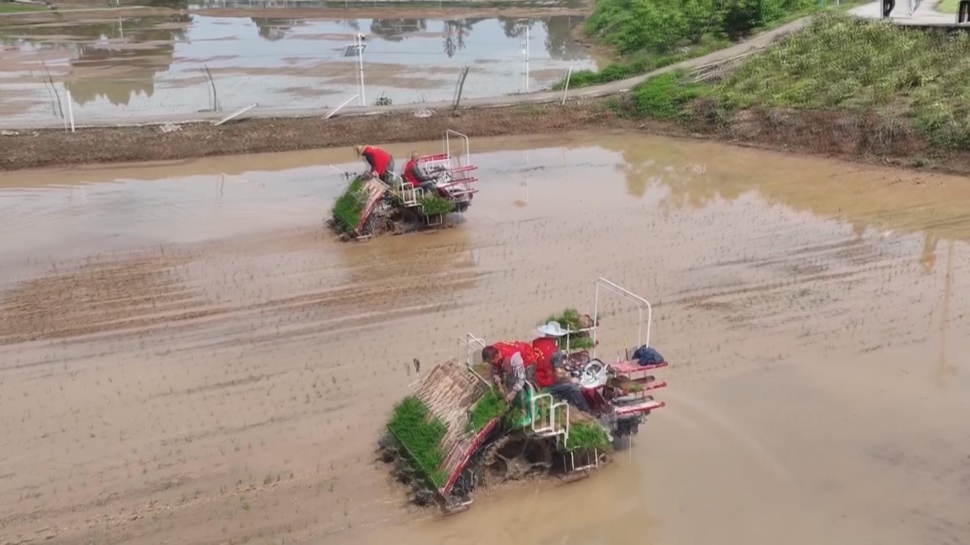 巴南区水稻机插秧作业生产拉开序幕
