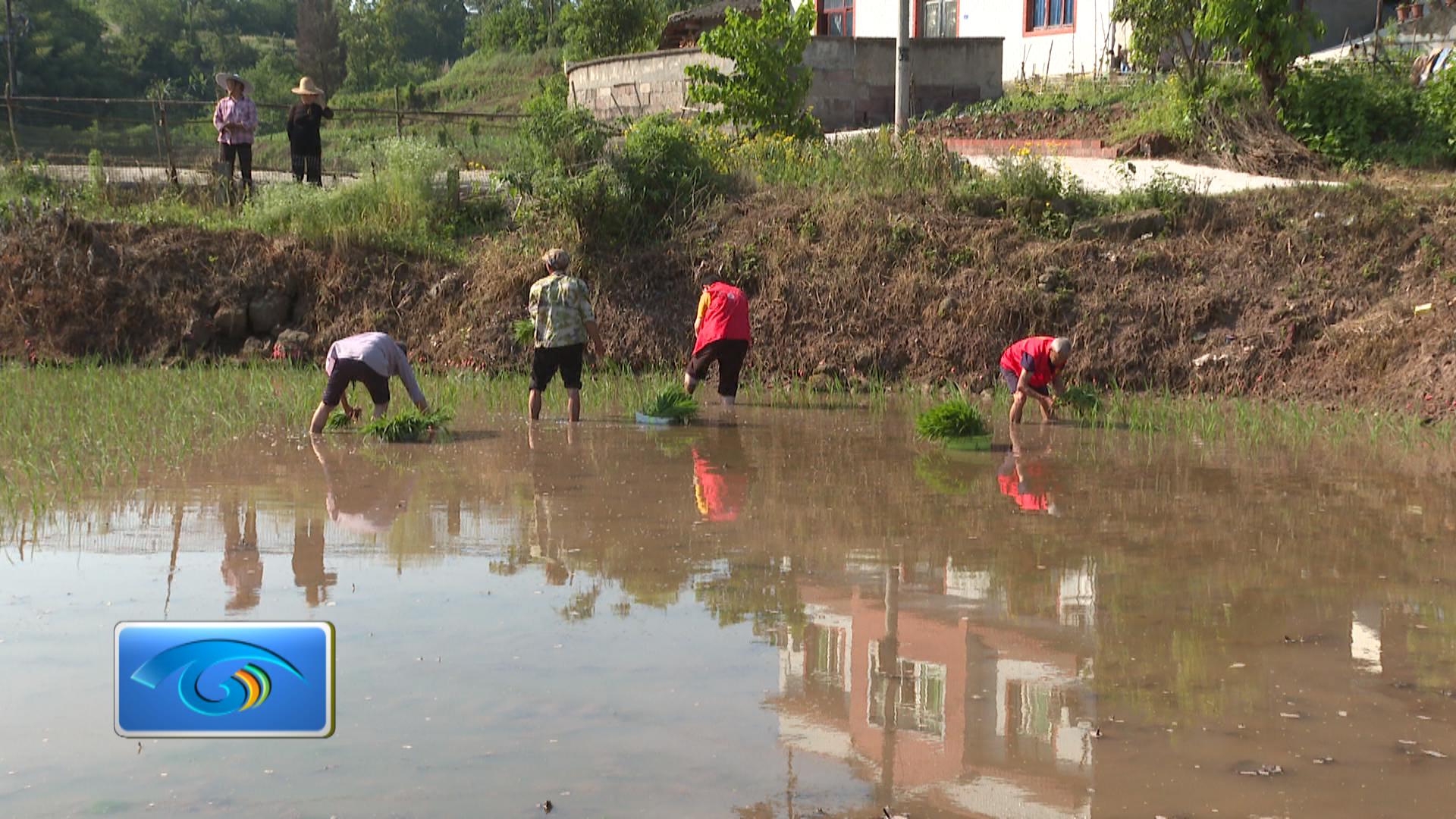 合阳城街道：多措并举抓春耕 志愿助农插秧忙