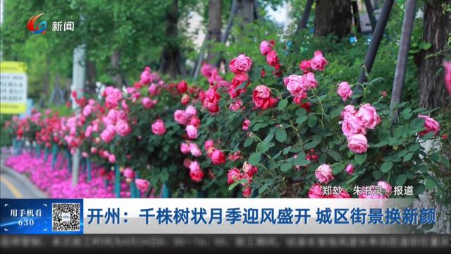 开州：千株树状月季迎风盛开 城区街景换新颜