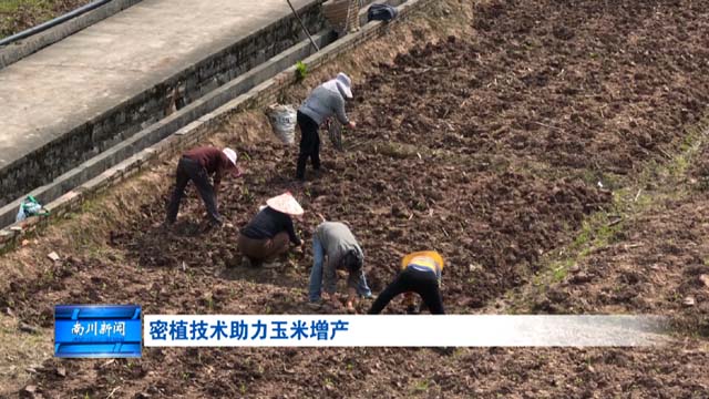 密植技术助力玉米增产