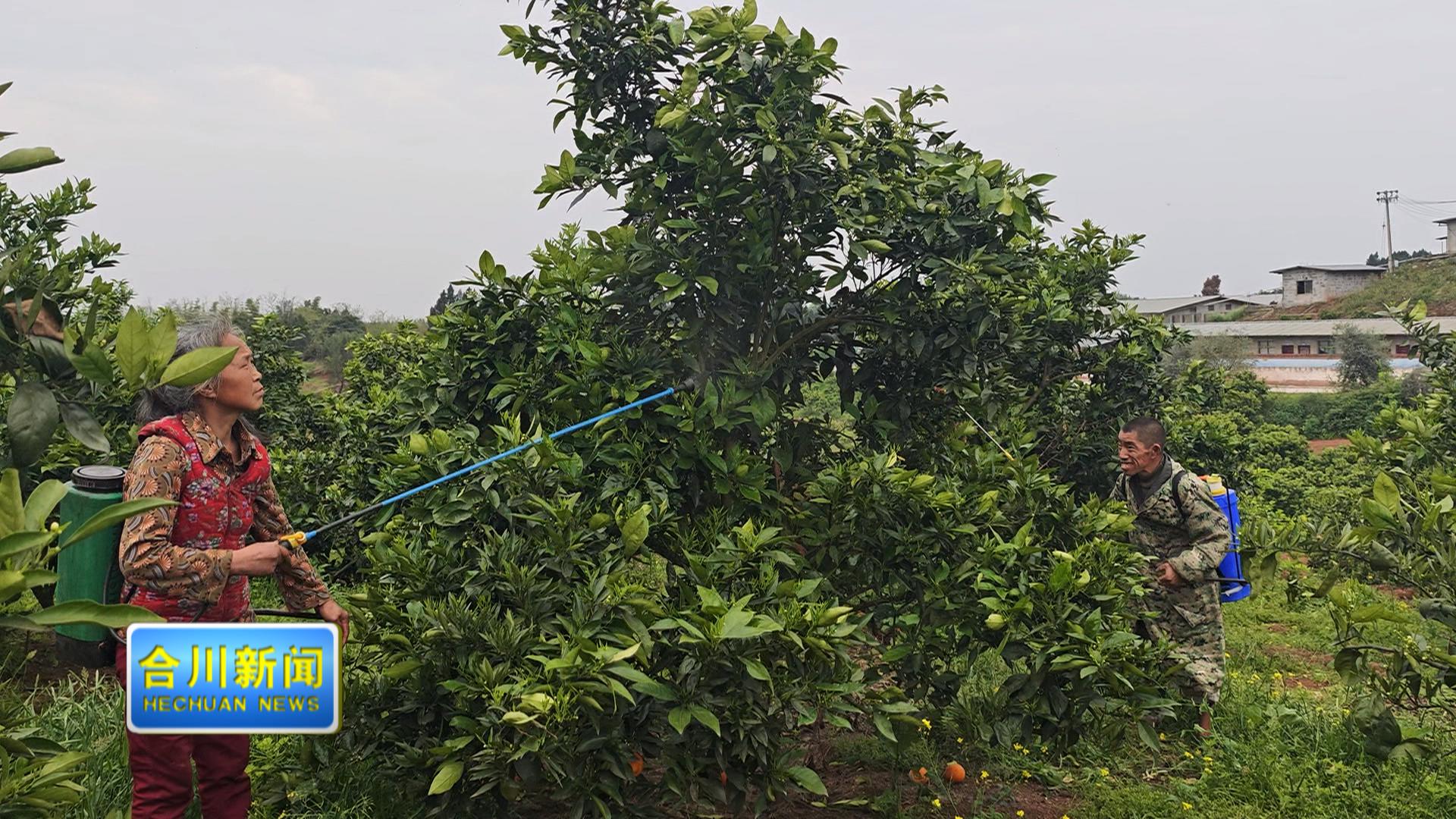 隆兴镇筑牢柑橘“防护网” 守护产业“金果子”