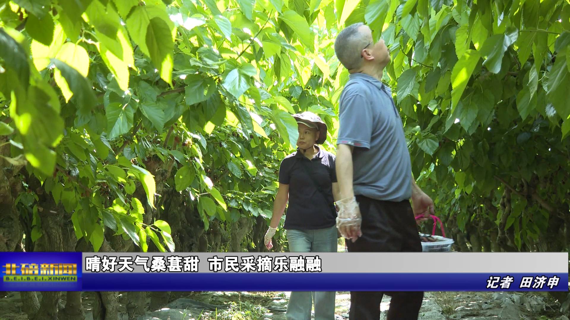 晴好天气桑葚甜 市民采摘乐融融