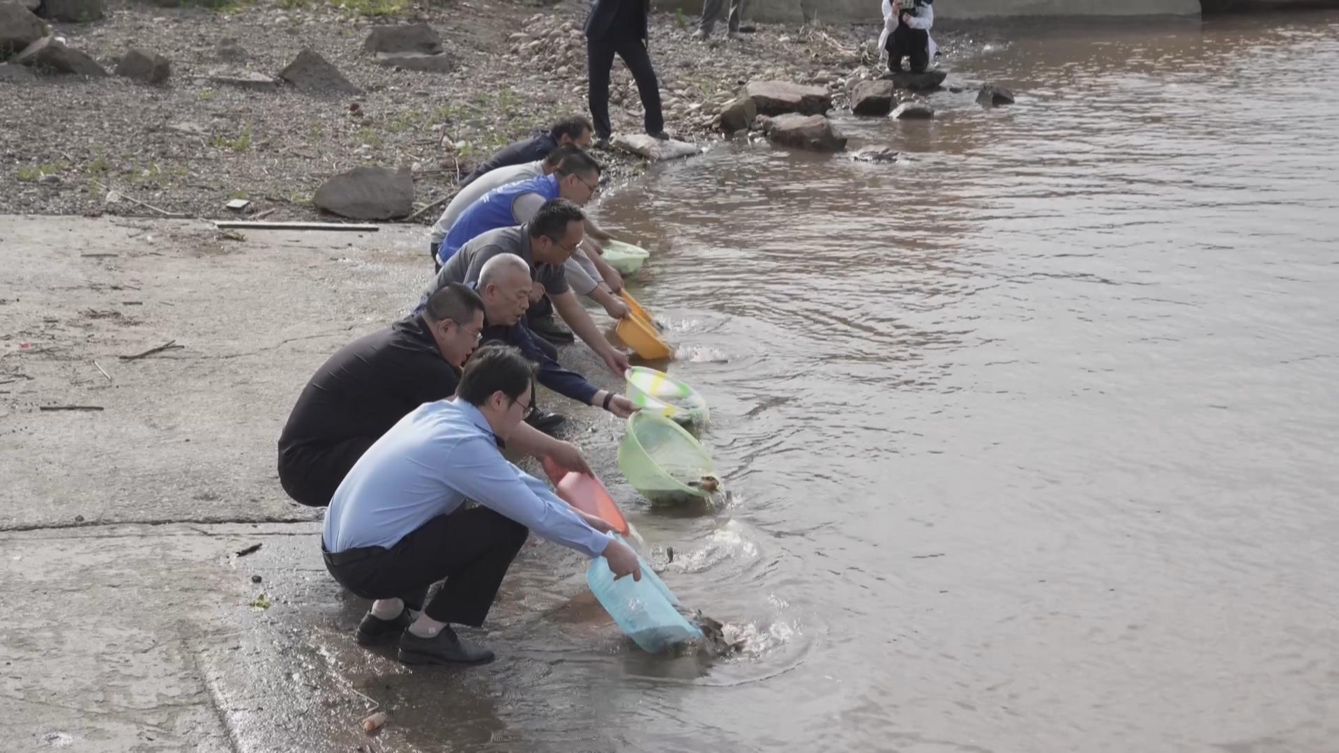 巴南区开展防洪护岸工程生态补偿工作 38万尾鱼苗投放长江