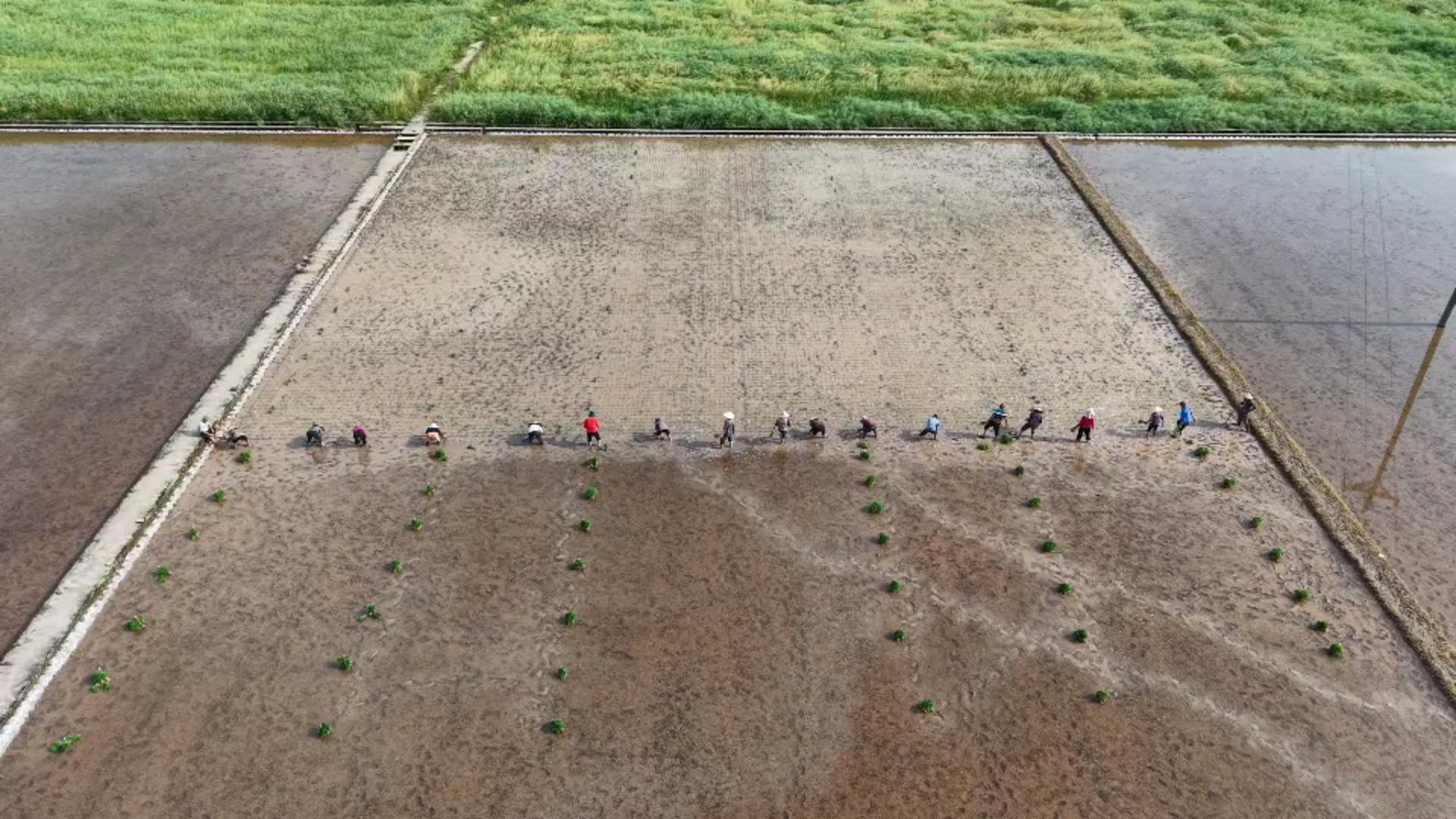 渭沱镇：100余亩小米冬瓜青椒套种 抢抓农时忙插秧