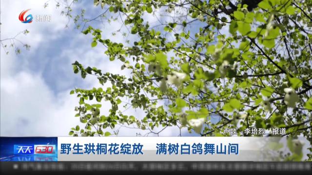 野生珙桐花绽放 满树白鸽舞山间