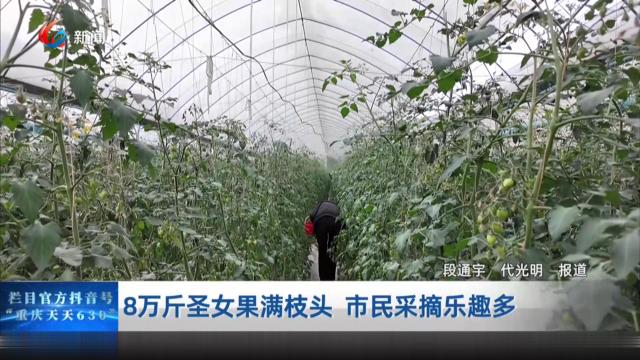 8万斤圣女果满枝头 市民采摘乐趣多