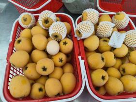 欢乐+旅游 | 五一小长假 这份九龙坡枇杷采摘攻略请查收