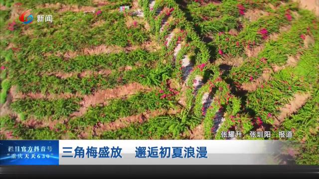 三角梅盛放 邂逅初夏浪漫