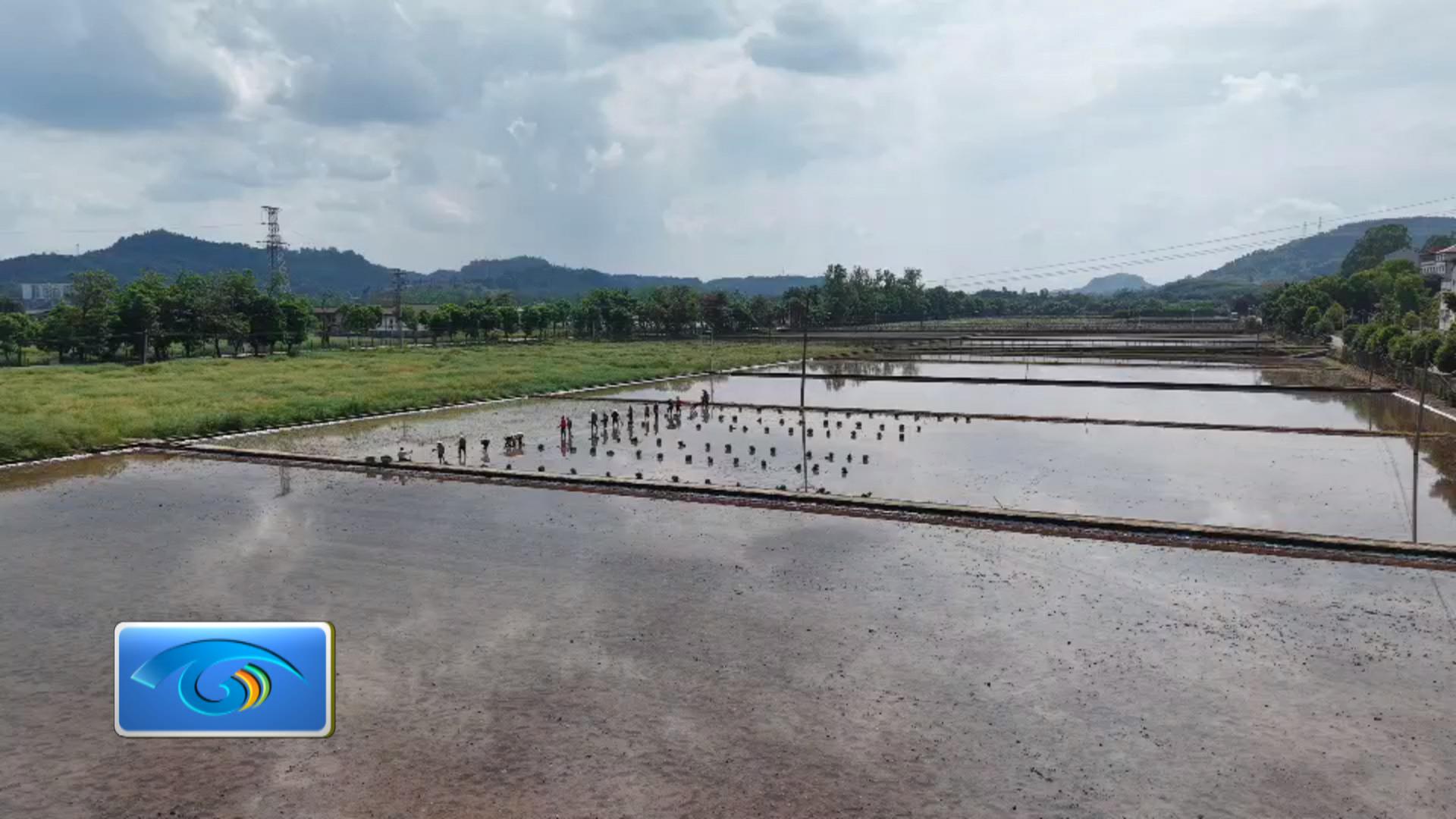 春光明媚耕种忙 套种提质促增收