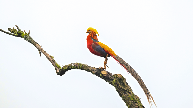 摄影记者Kan｜金佛山雨中寻鸟