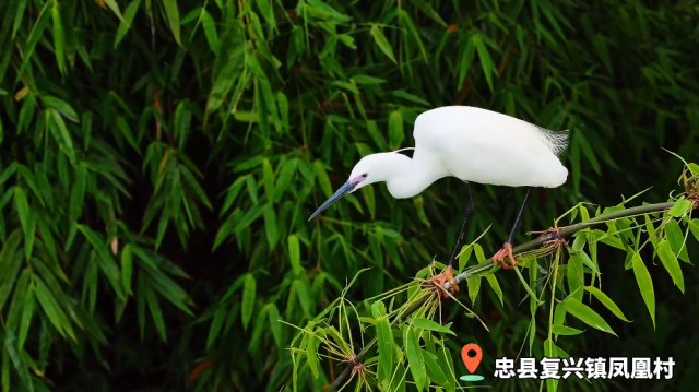忠县“鹭鸟天堂”等你来