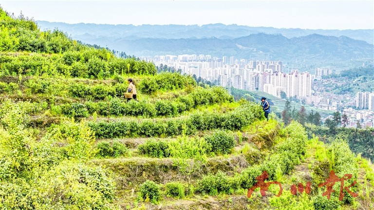 南川：家门口就业促增收