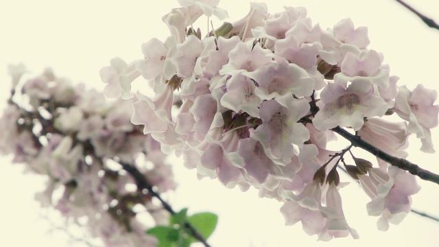 高山桐花惹人醉