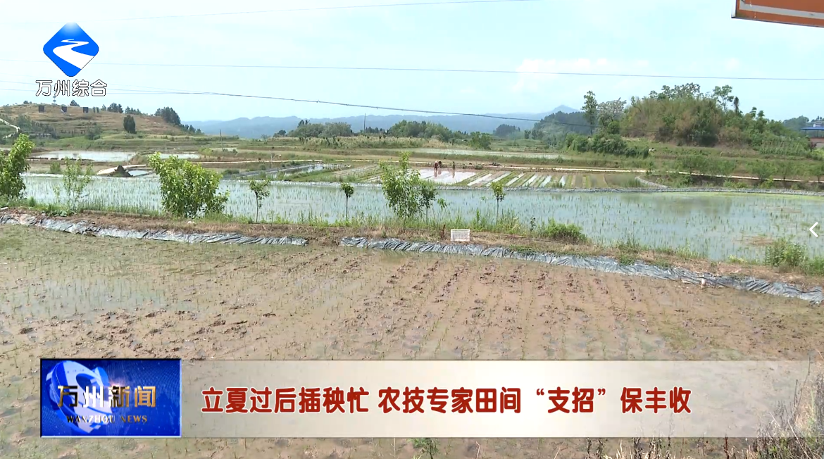 立夏过后插秧忙 农技专家田间“支招”保丰收