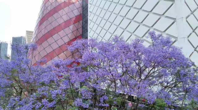 重庆铜梁：蓝花楹扮靓城市初夏