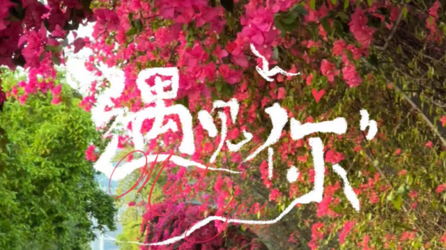 万州：火红三角梅花开浪漫溢平湖