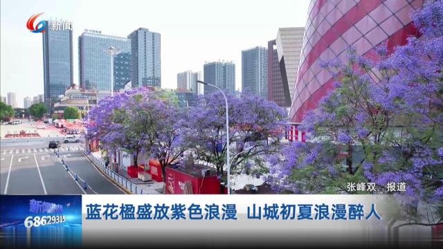 蓝花楹盛放紫色浪漫 山城初夏浪漫醉人