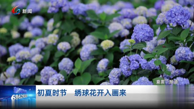 初夏时节 绣球花开入画来