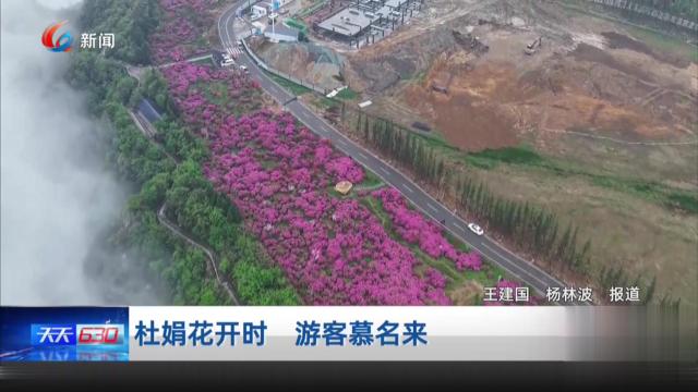 杜娟花开时 游客慕名来