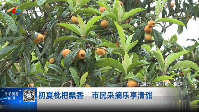初夏枇杷飘香 市民采摘乐享清甜