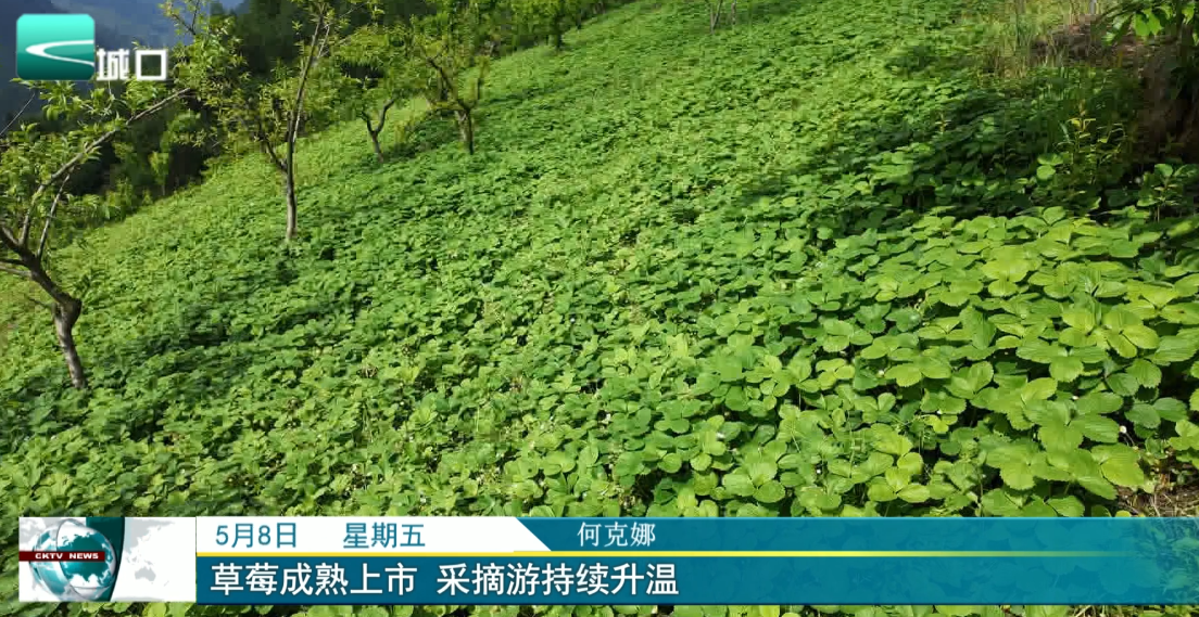 
草莓成熟上市 采摘游持续升温