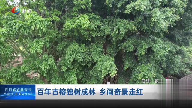 百年古榕独树成林 乡间奇景走红