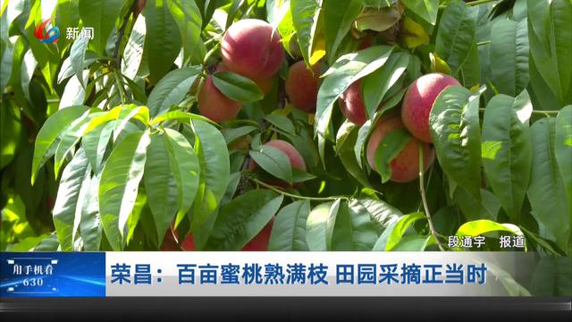 荣昌：百亩蜜桃熟满枝 田园采摘正当时