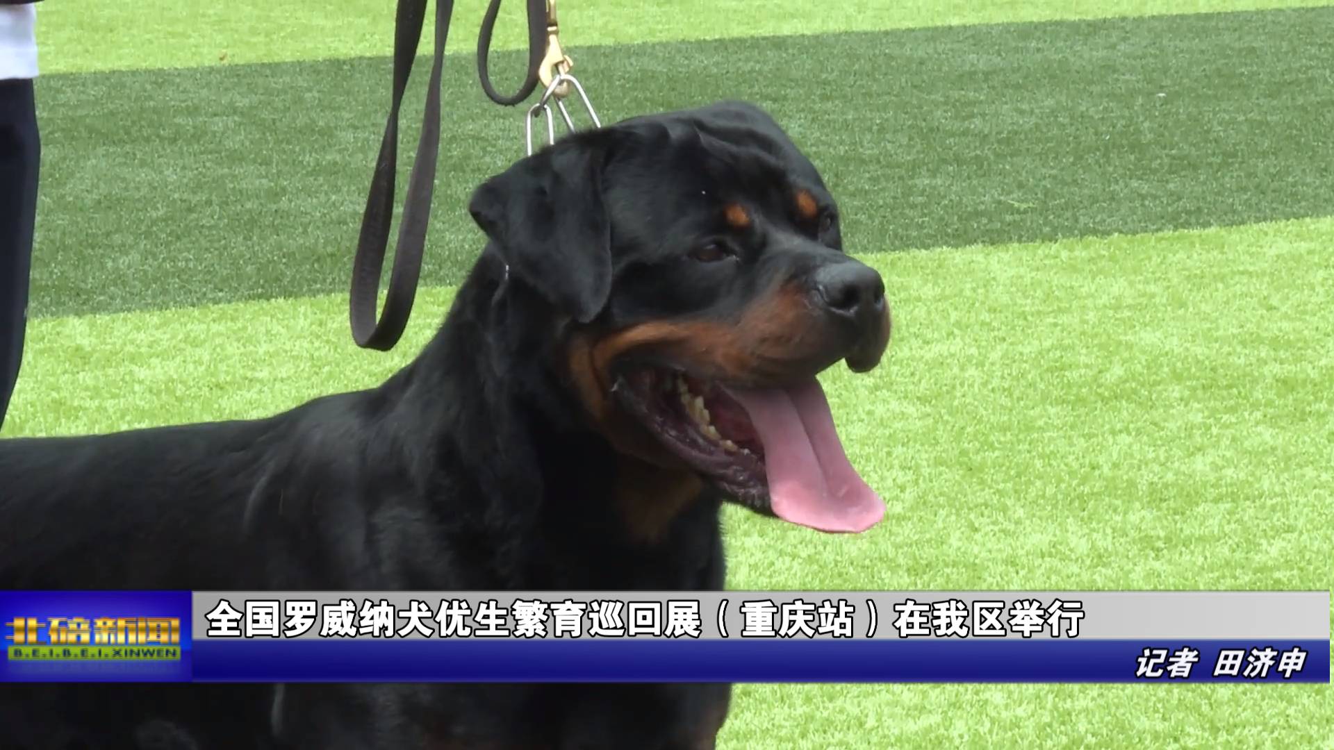 全国罗威纳犬优生繁育巡回展（重庆站）在我区举行