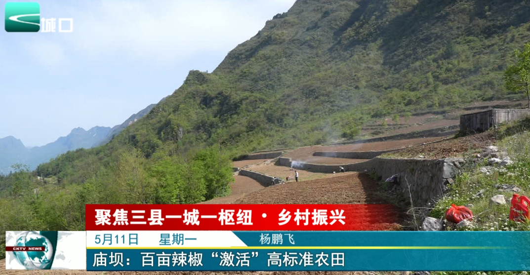 
庙坝：百亩辣椒“激活”高标准农田