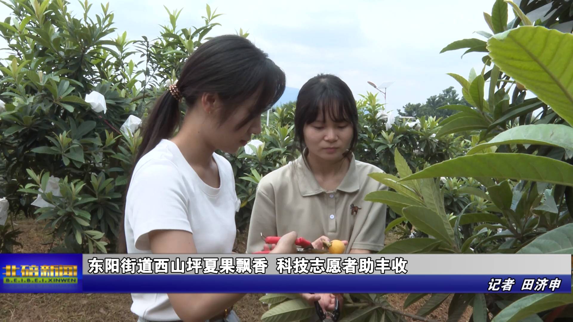 东阳街道西山坪夏果飘香 科技志愿者助丰收