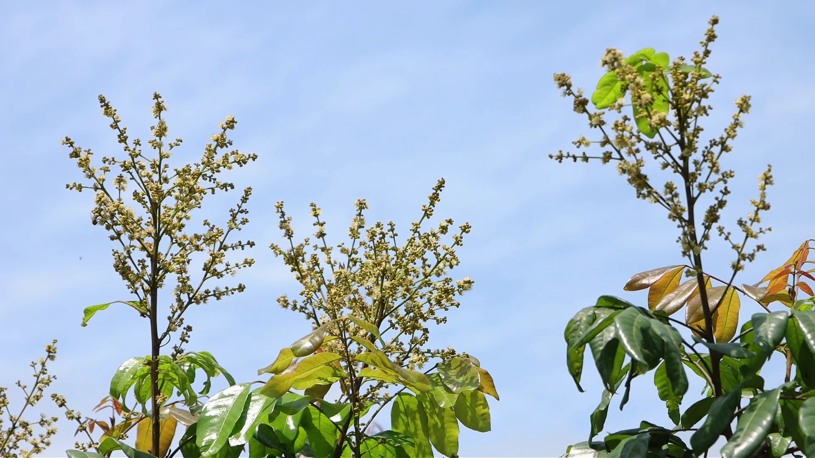 龙眼树陆续进入花期。拍摄：吴建华.jpg
