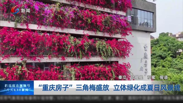  “重庆房子”三角梅盛放 立体绿化成夏日风景线