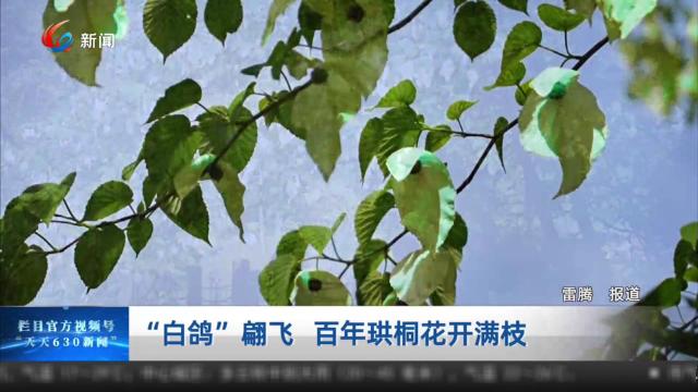 “白鸽”翩飞 百年珙桐花开满枝