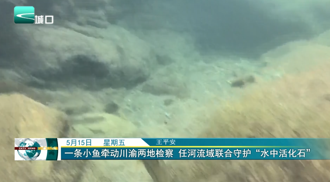 一条小鱼牵动川渝两地检察 任河流域联合守护“水中活化石”