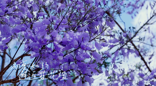 九龙坡：华岩镇的街头 藏着一场属于初夏的紫色告白